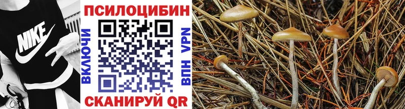 Псилоцибиновые грибы Psilocybe Кашира